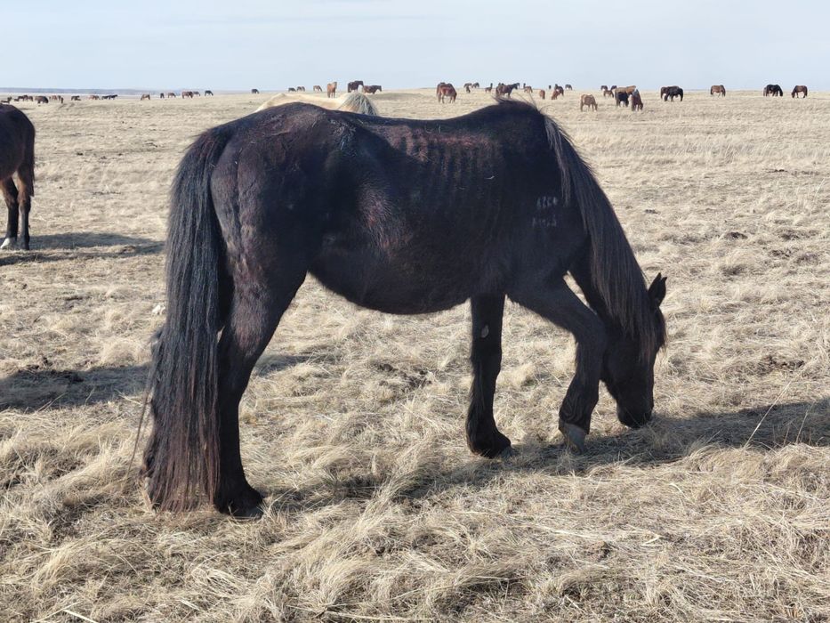 Бие сатылады 8 жасар