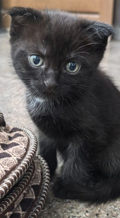 Ласковый котик ищет своего хозяина
