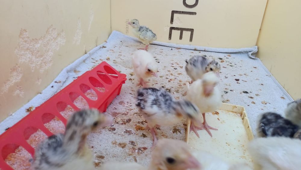 Продам индюшат из под индюшки