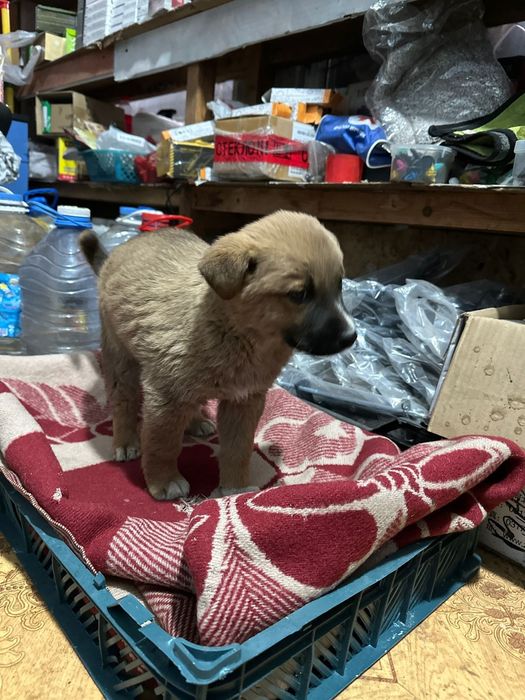 Щенок ищет семью срочно