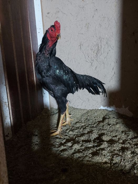 Yanvarda chiqan juja sotiladi