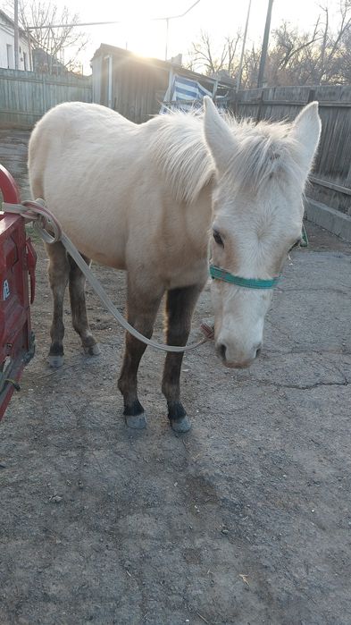 Продам жеребенок