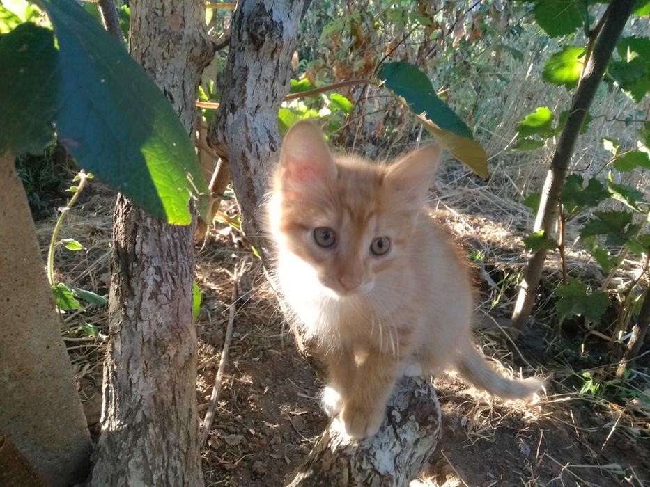 Подарявам котенца
