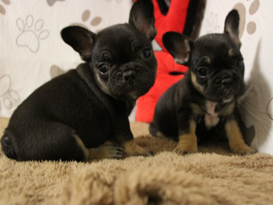 ***Френски булдочета ***