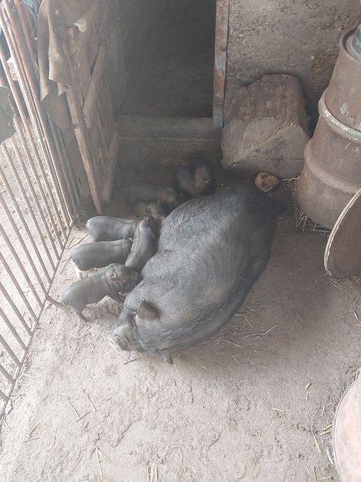 виетнамски прасета