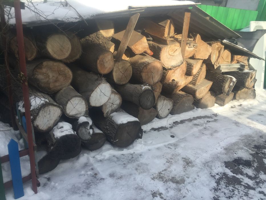 Дерево орех спиленное