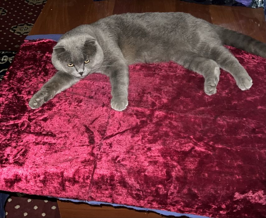 Zotdor mushuk sotiladi parodasi British shorthair