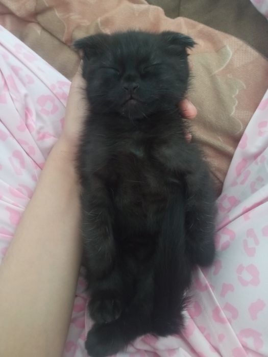 Кошка 2 месяца здоровый мальчик