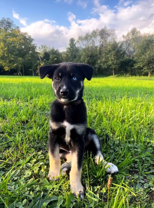 Donez caine 3.5 ani, din mama husky