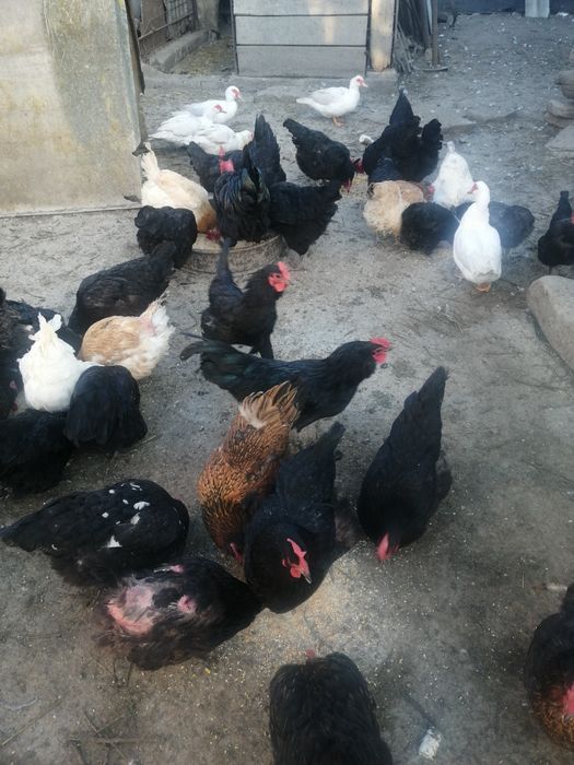 Oua proaspete de vanzare