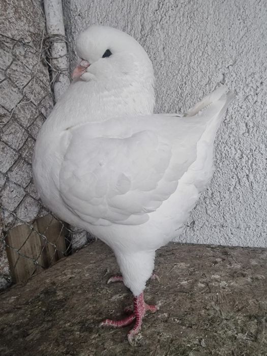 Porumbei rasa King mascul