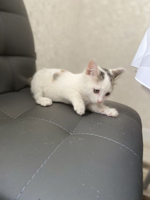 Отдам в добрые руки