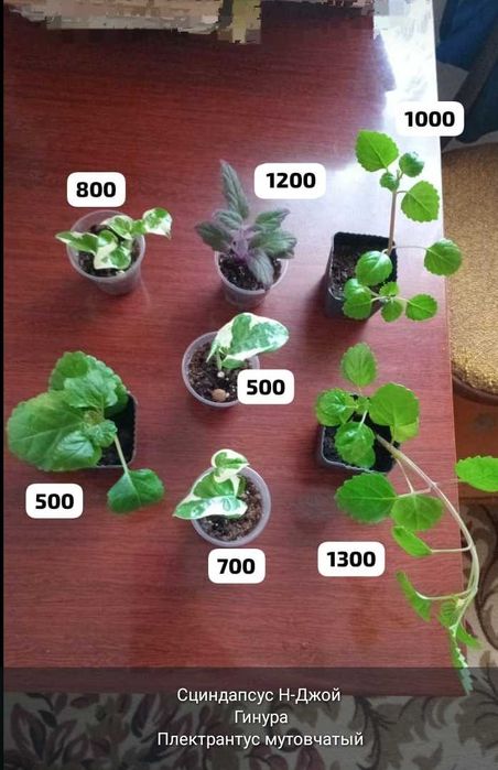 Комнатные цветы и отростки