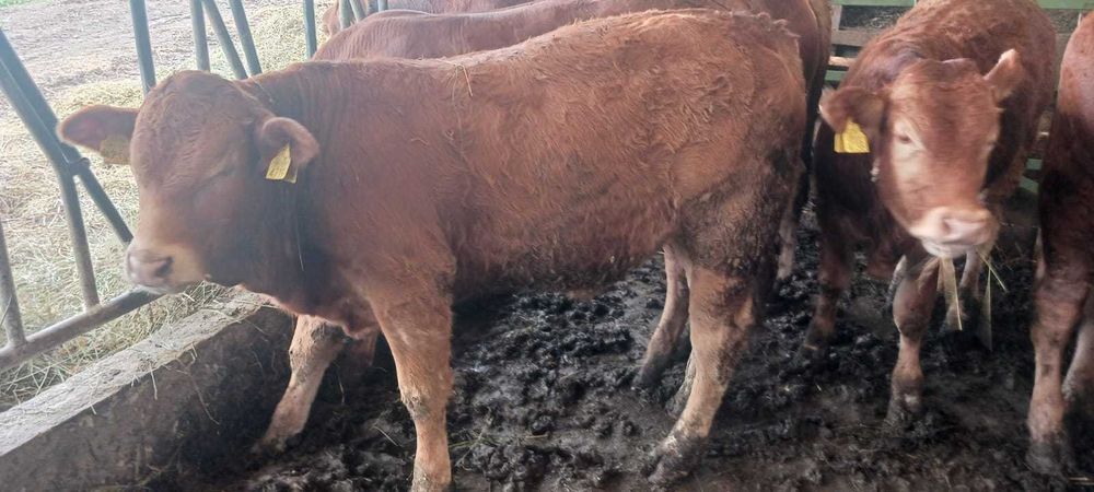 Taur.   limousin