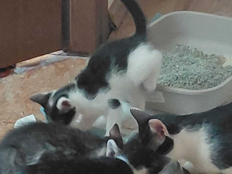 Pisoi pentru adopție – în căutarea unor familii iubitoare