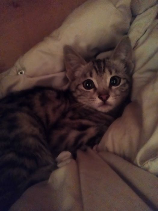 Котенок в добрые руки