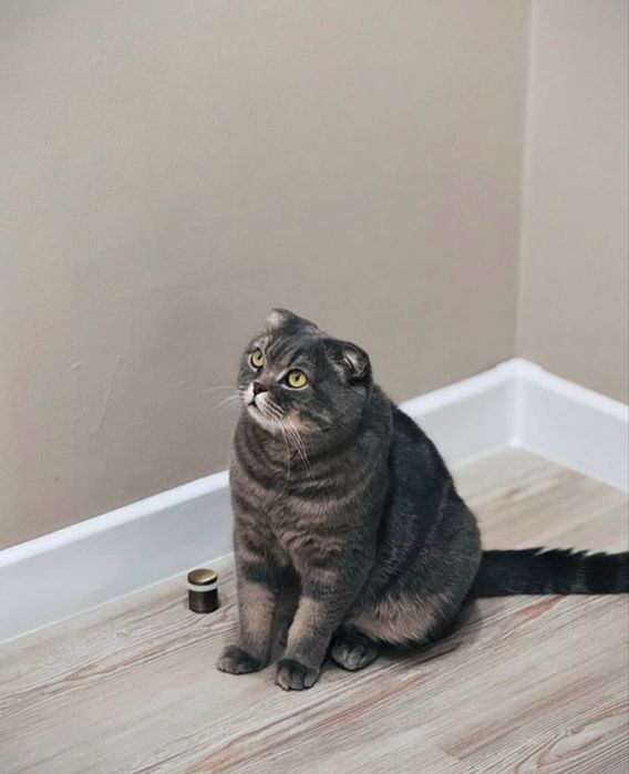 Шотландский кот - отдам.