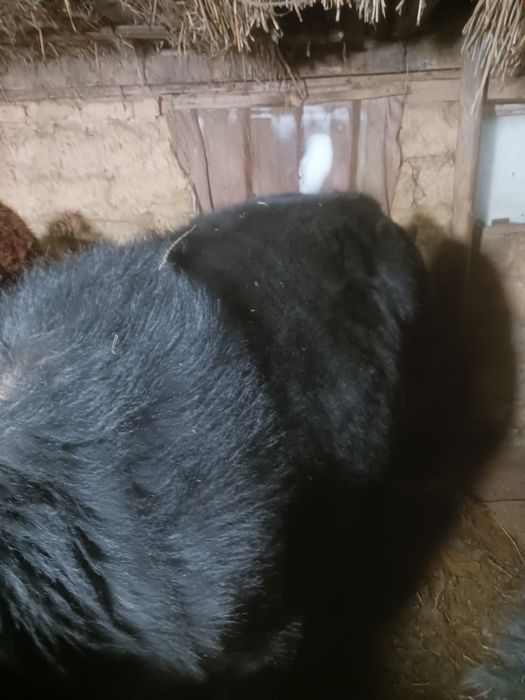 Откорм телятины в продаже