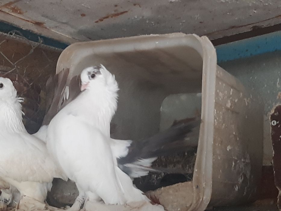 Гълъби различни видове