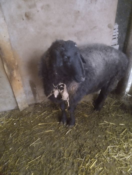 Qõy sotiladi tez sotiladi