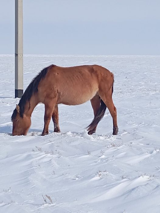 Мұғалжар айғыры сатылады