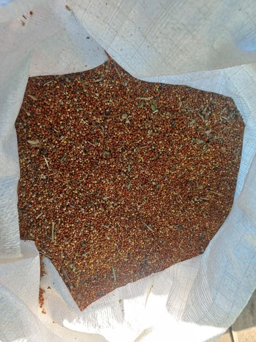 Просо красное