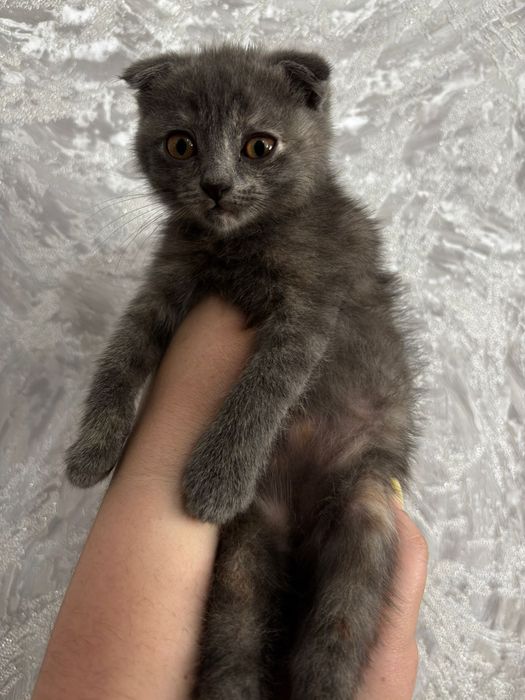 Милый добрый котенок