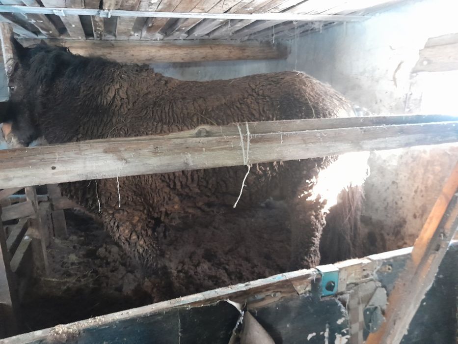 Семіз айғыр сатылады