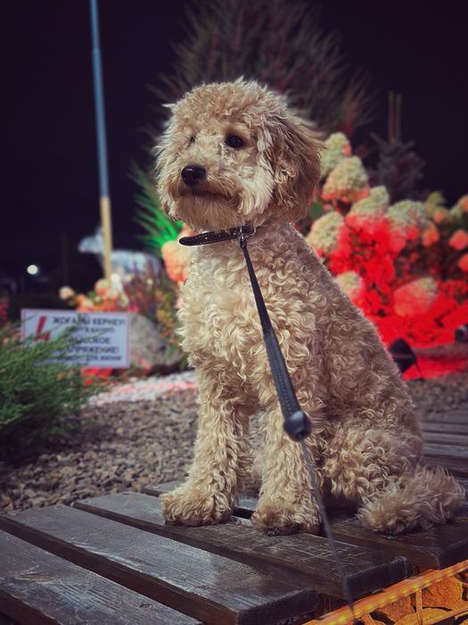 Собака Той пудель