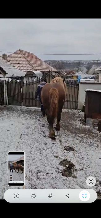 Cal semigreu-armasar