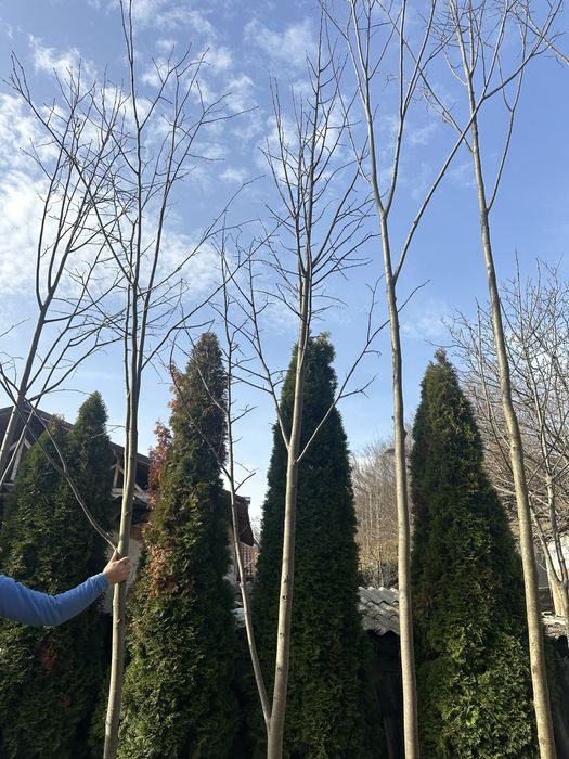 Tei Mesteacan Platan