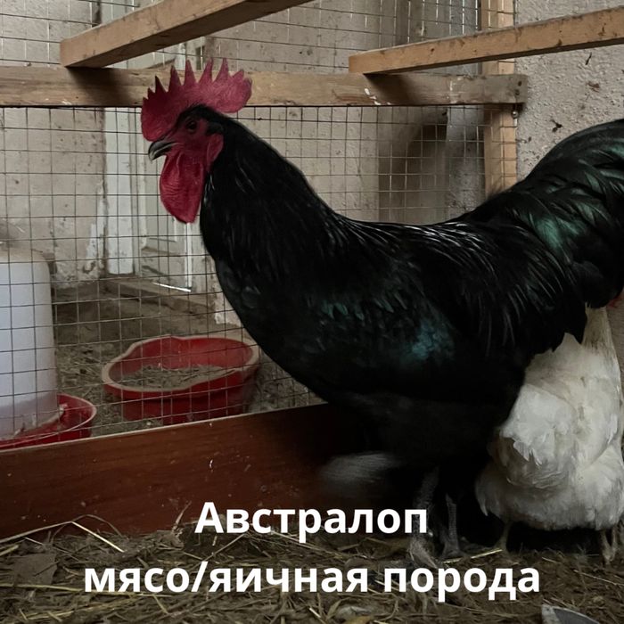Яйца на инкубацию/циплята! Inkubatsiya uchun tuhum!