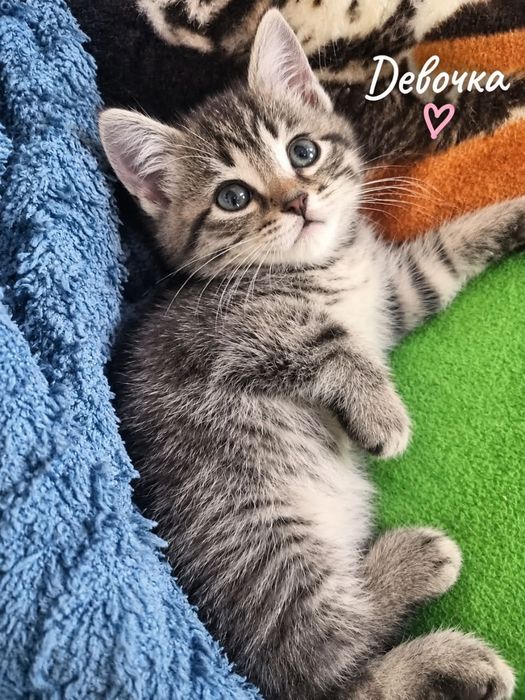 Отдам котят в добрые руки