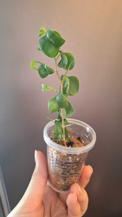 Продам черенки фикусов