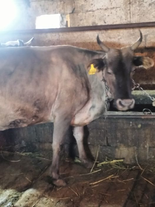 Сельхозживотное карова