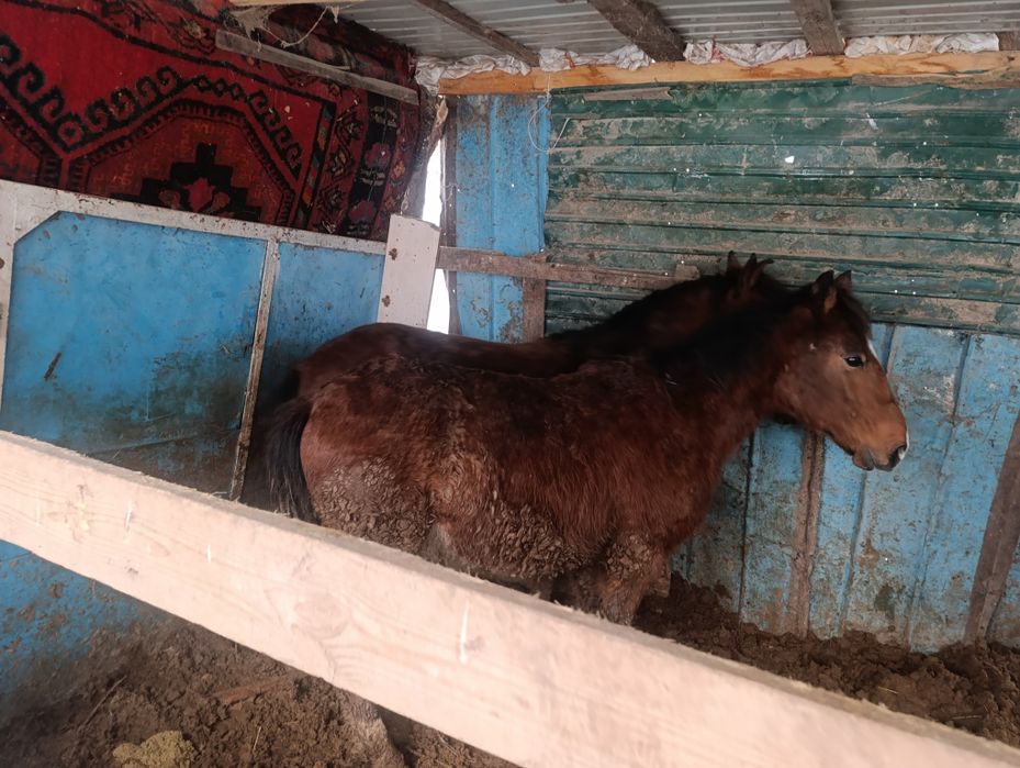 Продам полторашек жирных