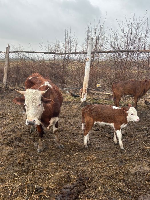 Продам молодяк !!