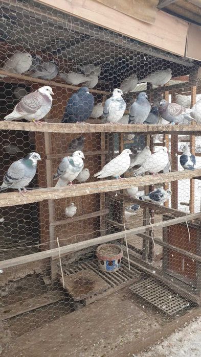 Ocazie! Vand porumbei voiajori albi si de concurs, deparazitati!