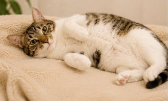 pui de pisicuta pentru adoptie,pisicuta de adoptat,puiut de pisicuta