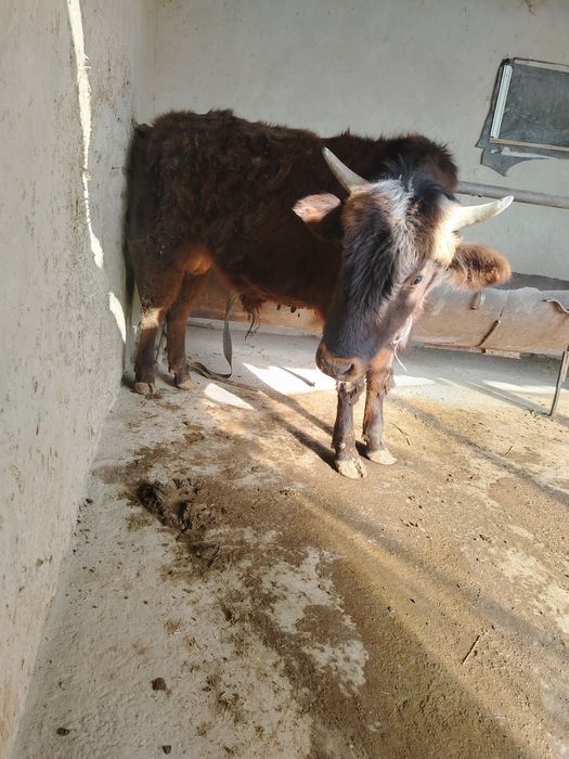 Buqa hokiz sotiladi soni 2 ta