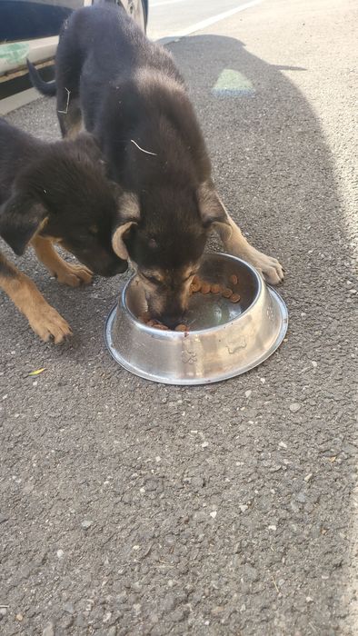 Se oferă spre adopție gratuit cățeluși pui metis masculi