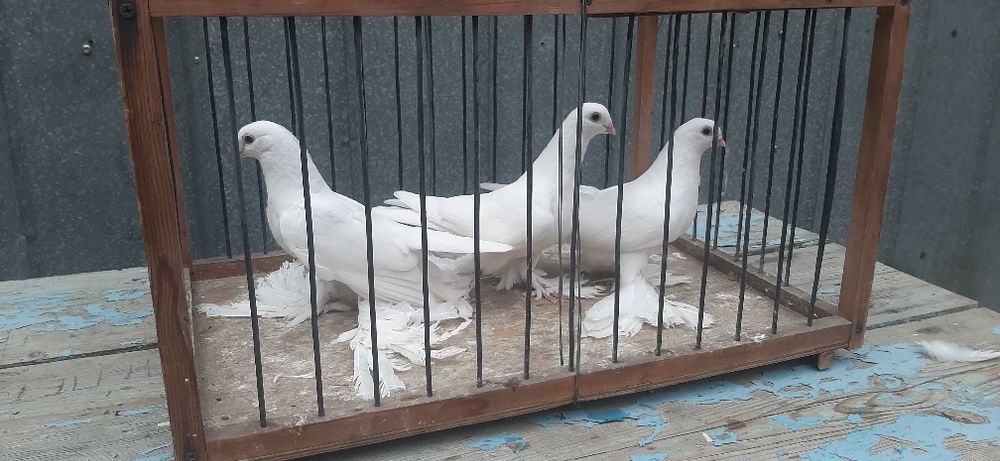 Продам Белых Голубей