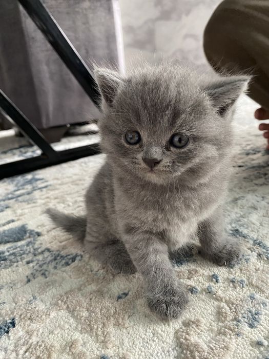 Продаются кошка.