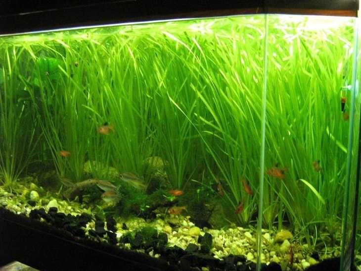Растения в аквариум.