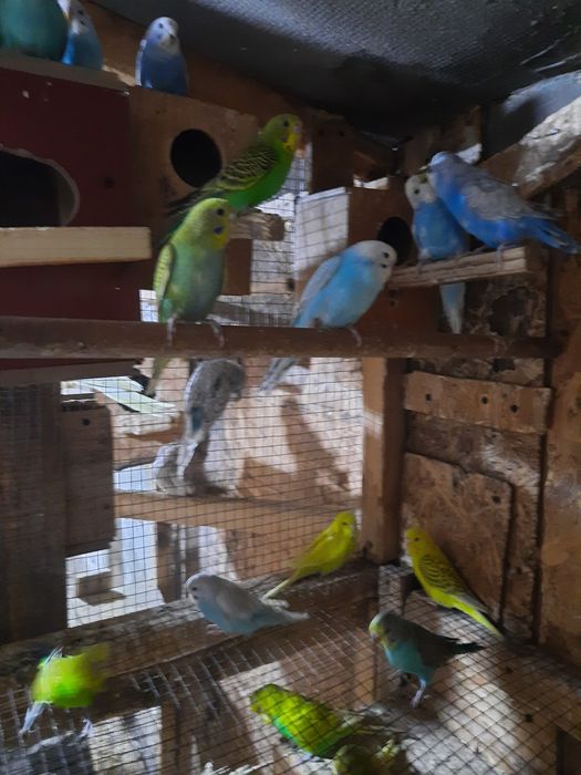 Perusi tineri disponibili