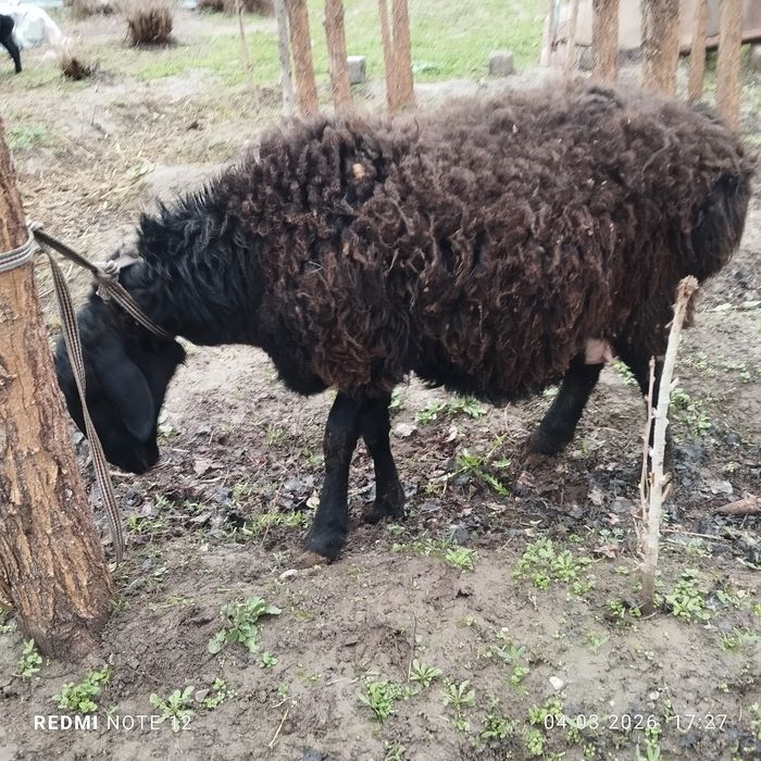 Куй ва кузилар сотилади еб ичиши зур