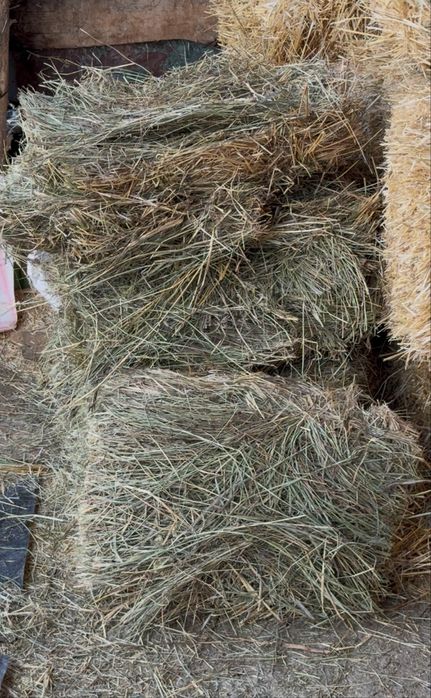Сено для откорма , в отличном Состояний