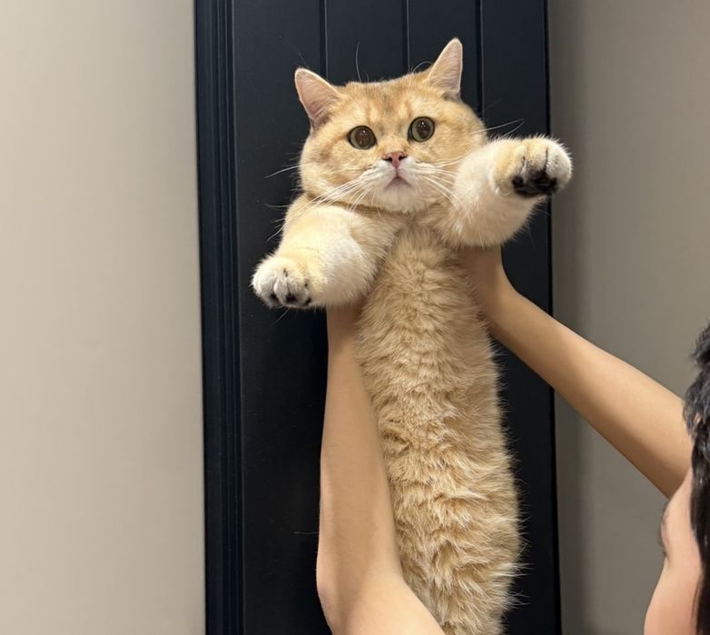 СКИДКА!!!Срочно британскую золотую шиншиллани сотаман