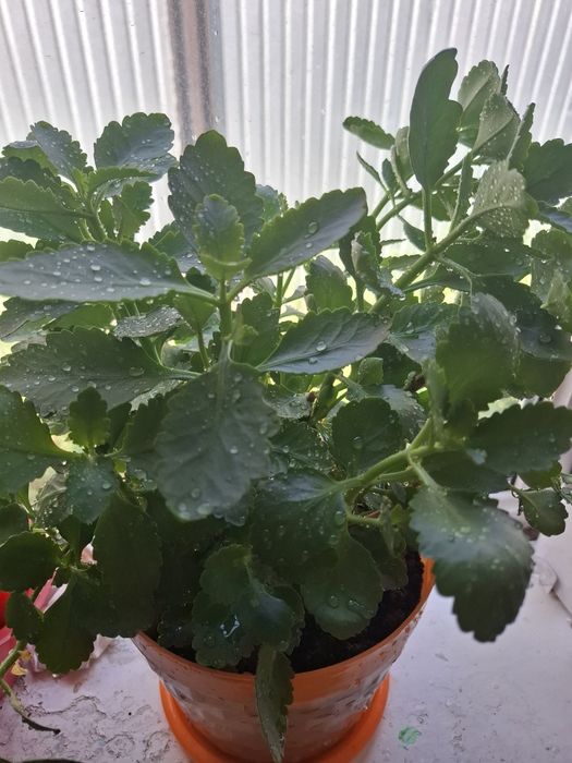 Продам цветы Каланхоэ