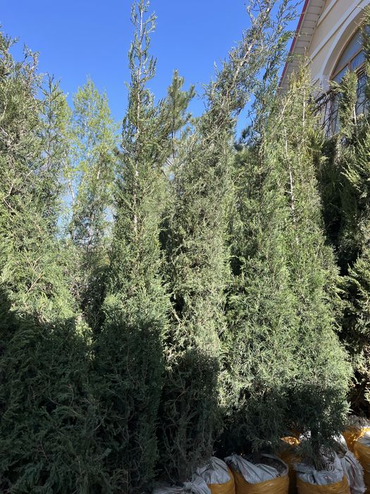 Туя!!! Можжевельник!!! Актобе!!!